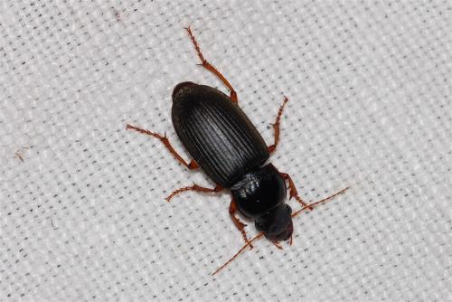 Réf. 264 935 : Pseudoophonus rufipes
